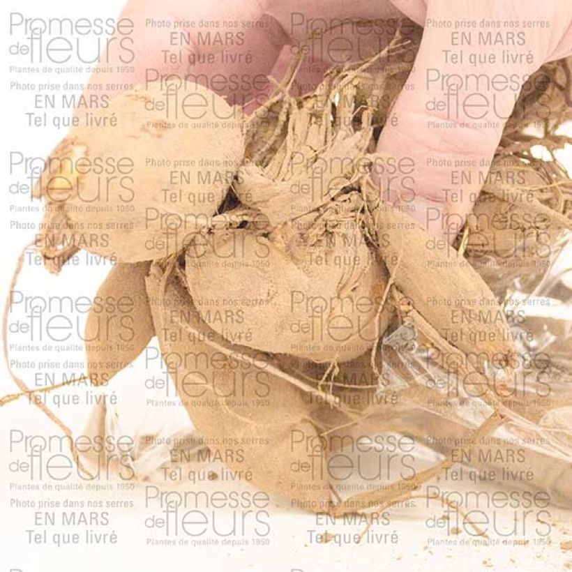 Esempio di esemplare Dalia decorativa Café Au Lait Bulbo taglia I come consegnato