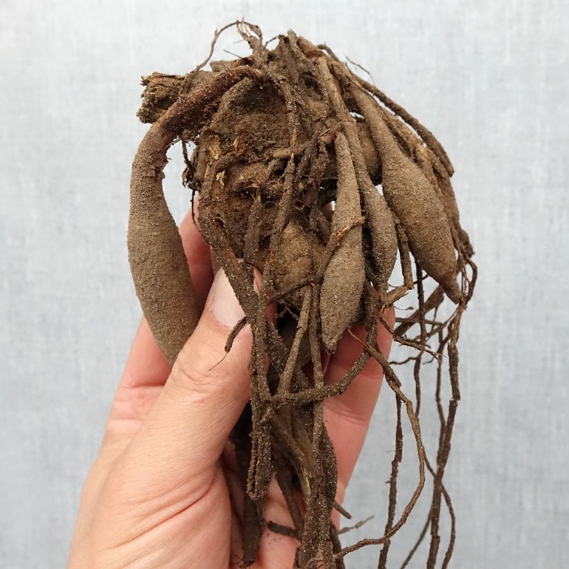 Dalia cactus Kiev Bulbo taglia I esemplare consegnato in primavera