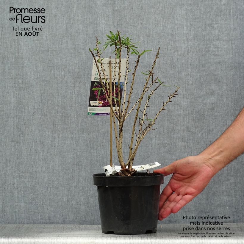 Esemplare di Daphne mezereum var. rubra - Dafne mezereo Vaso da 3L/4L consegnato in estate
