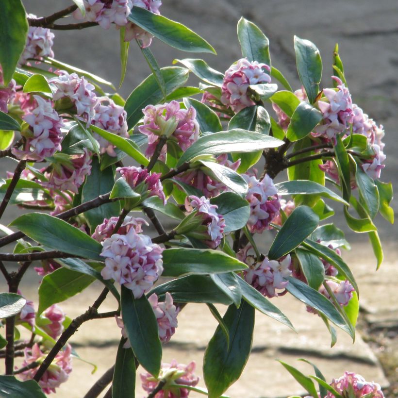 Daphne odora Aureomarginata - Dafne odorosa (Porto)
