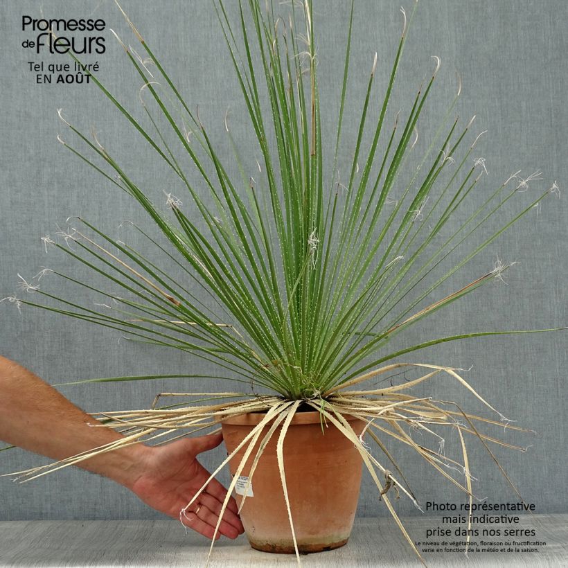 Esemplare di Dasylirion glaucophyllum Vaso da 7,5L/10L consegnato in estate