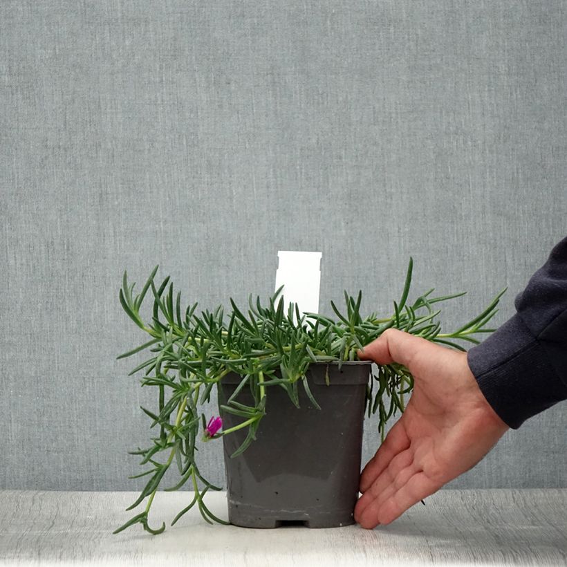 Esemplare di Delosperma cooperi Vaso da 2L/3L consegnato in estate