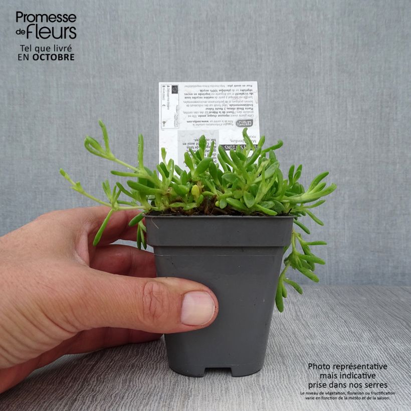 Esemplare di Delosperma lineare Vasetto da 8/9 cm come consegnato in autunno