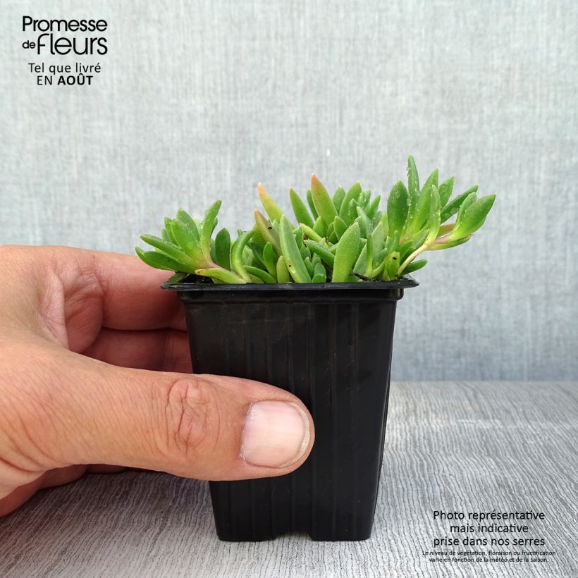 Esemplare di Delosperma cooperi Table Mountain Vasetto da 7/8 cm consegnato in estate