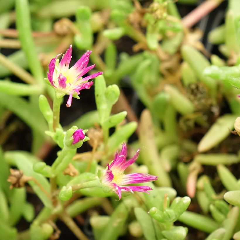 Delosperma Wheels of Wonder Violet (Fioritura)
