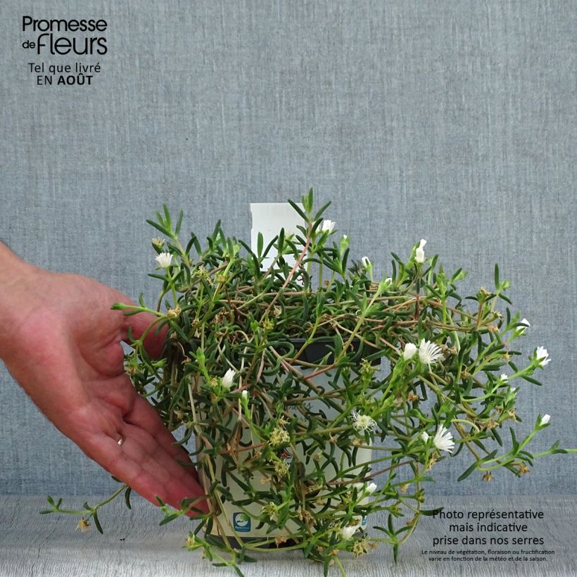 Esemplare di Delosperma Wheels of Wonder White Vaso da 2L/3L consegnato in estate