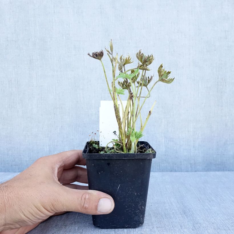 Esemplare di Delphinium belladona Cliveden Beauty - Speronella Vasetto da 7/8 cm consegnato in estate