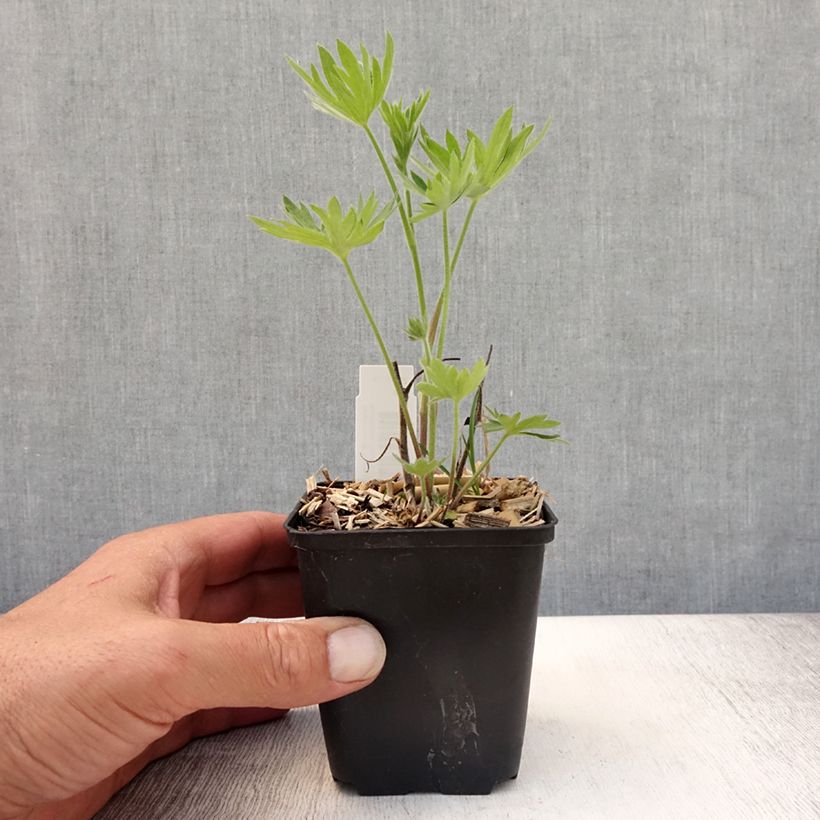 Esemplare di Delphinium belladona Delphinium belladonna Kleine Nachtmusik - Speronella Vasetto da 8/9 cm consegnato in estate