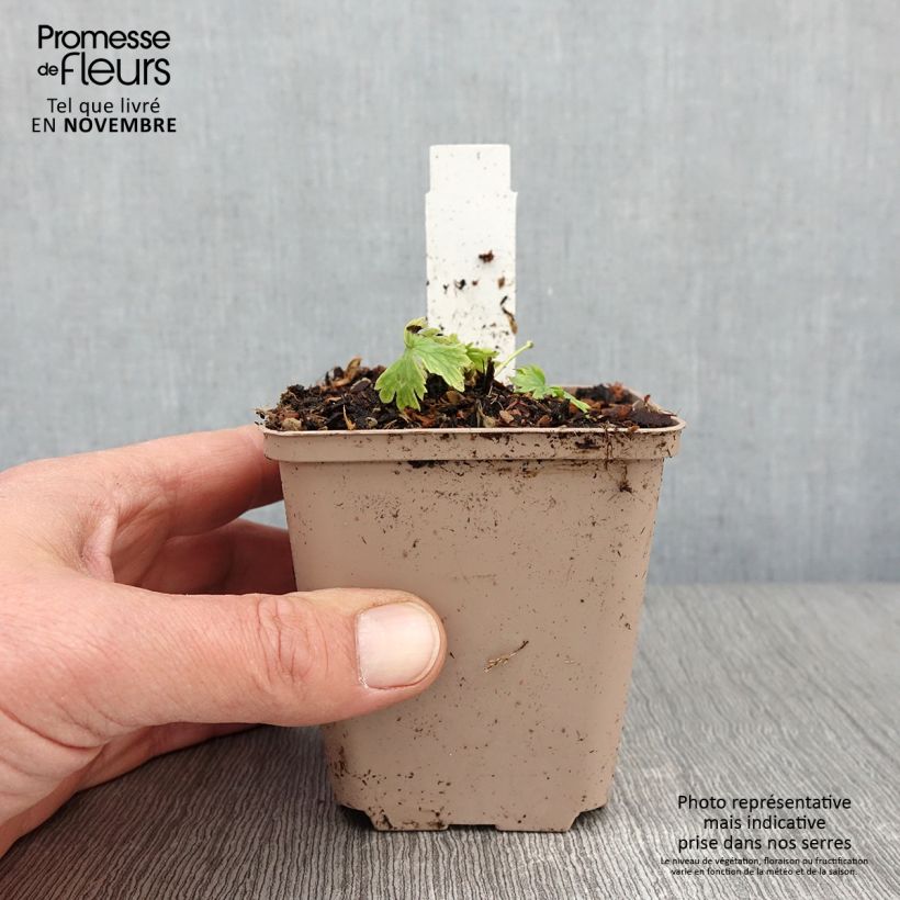 Esemplare di Delphinium belladona Moerheimii - Speronella Vasetto da 8/9 cm come consegnato in autunno
