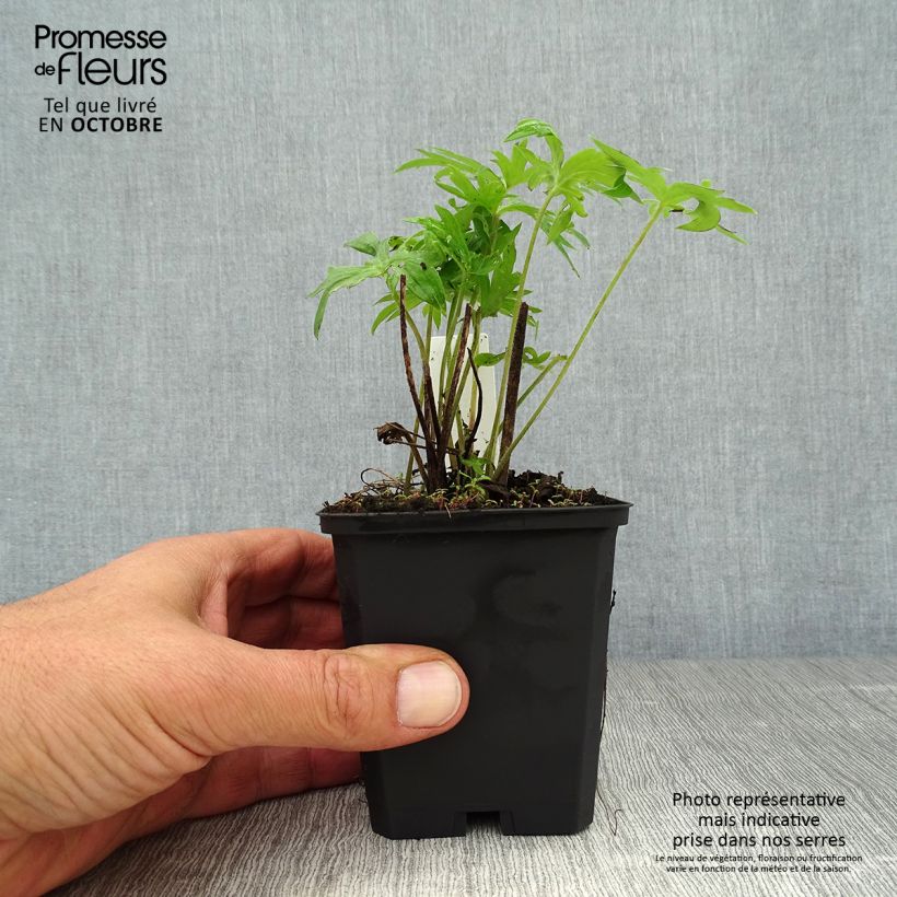 Esemplare di Delphinium belladonna Völkerfrieden - Speronella Vasetto da 8/9 cm come consegnato in autunno