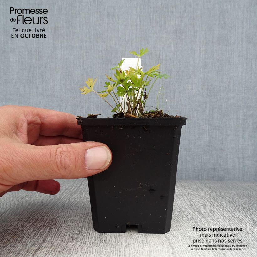 Esemplare di Delphinium grandiflorum Blauer Zwerg - Speronella Vasetto da 8/9 cm come consegnato in autunno