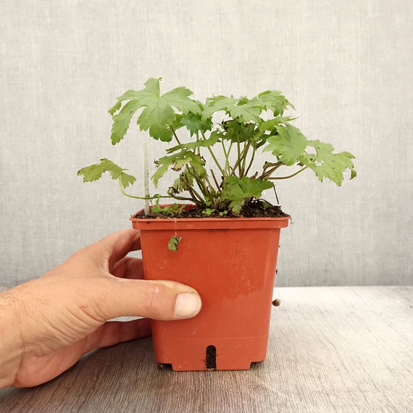 Esemplare di Delphinium elatum Highlander Cha Cha - Speronella elevata Vaso da 1L/1,5L come consegnato in autunno