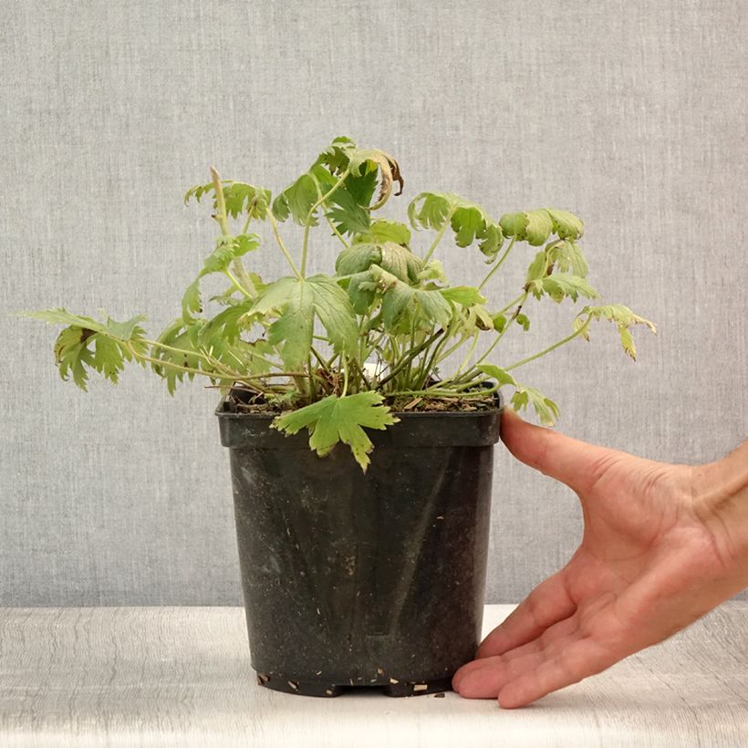 Esemplare di Delphinium elatum Highlander Flamenco - Speronella elevata Vaso da 2L/3L consegnato in estate