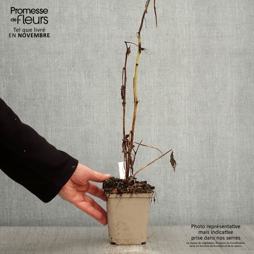 Esemplare di Delphinium elatum Highlander Samba - Speronella elevata Vasetto da 8/9 cm come consegnato in autunno