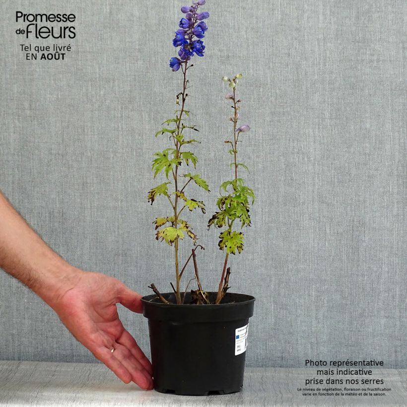 Esemplare di Delphinium Pacific-hybrid Blue Jay - Speronella Vaso da 2L/3L consegnato in estate