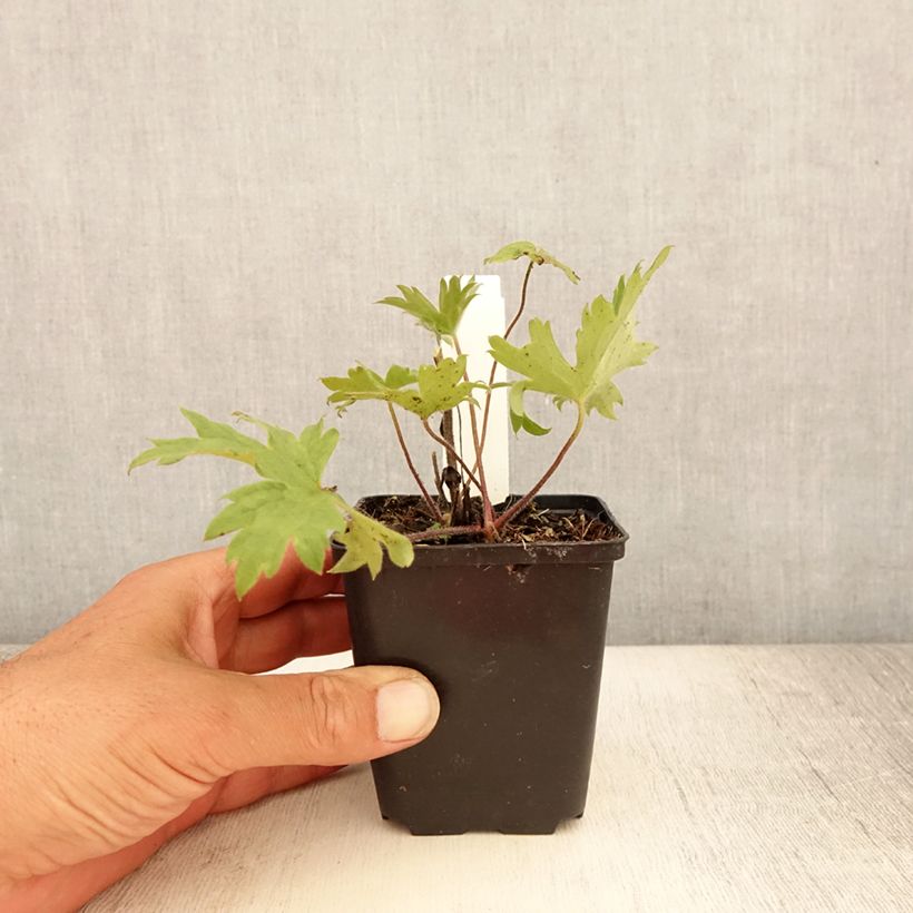 Esemplare di Delphinium Finsteraarhorn - Speronella Vasetto da 8/9 cm consegnato in estate