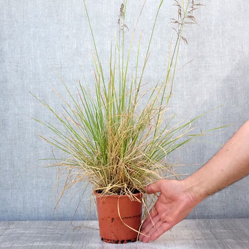Esemplare di Deschampsia caespitosa Bronzeschleier Vaso da 2L/3L consegnato in estate