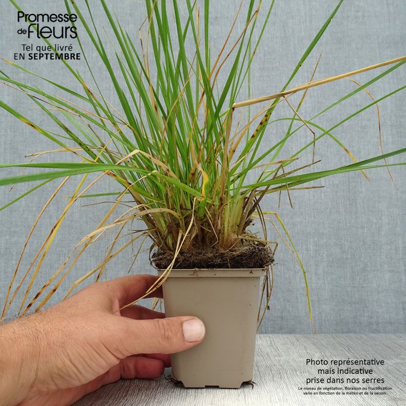 Esemplare di Deschampsia caespitosa Goldschleier Vasetto da 8/9 cm consegnato in estate