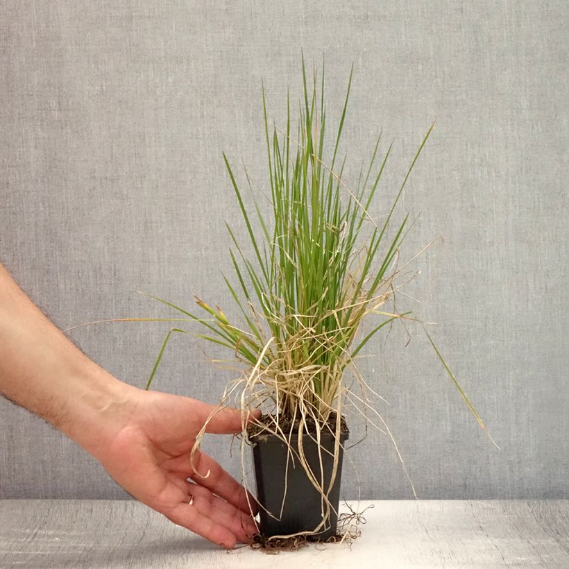 Esemplare di Deschampsia caespitosa Pixie Fountain Vasetto da 8/9 cm consegnato in estate