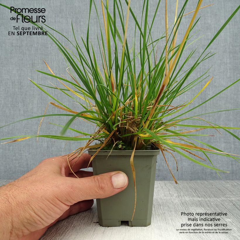 Esemplare di Deschampsia caespitosa Tardiflora Vasetto da 8/9 cm consegnato in estate