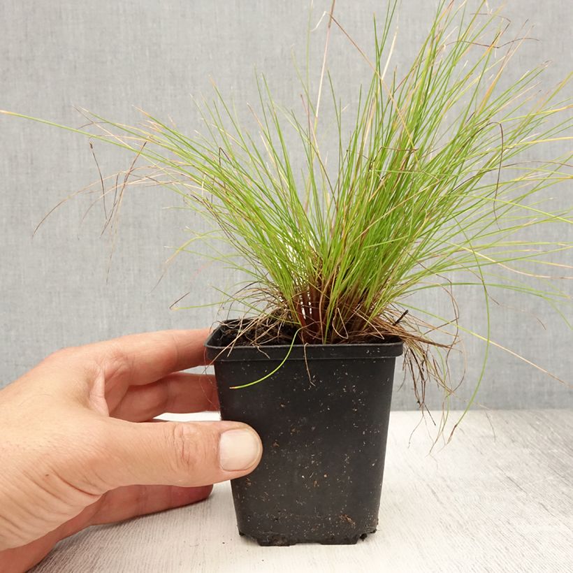 Esemplare di Deschampsia flexuosa Tatra Gold Vasetto da 8/9 cm consegnato in estate
