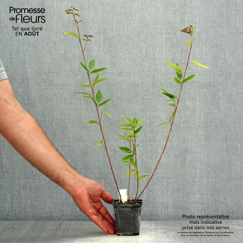 Esemplare di Desmodium nudiflorum Vasetto da 8/9 cm consegnato in estate