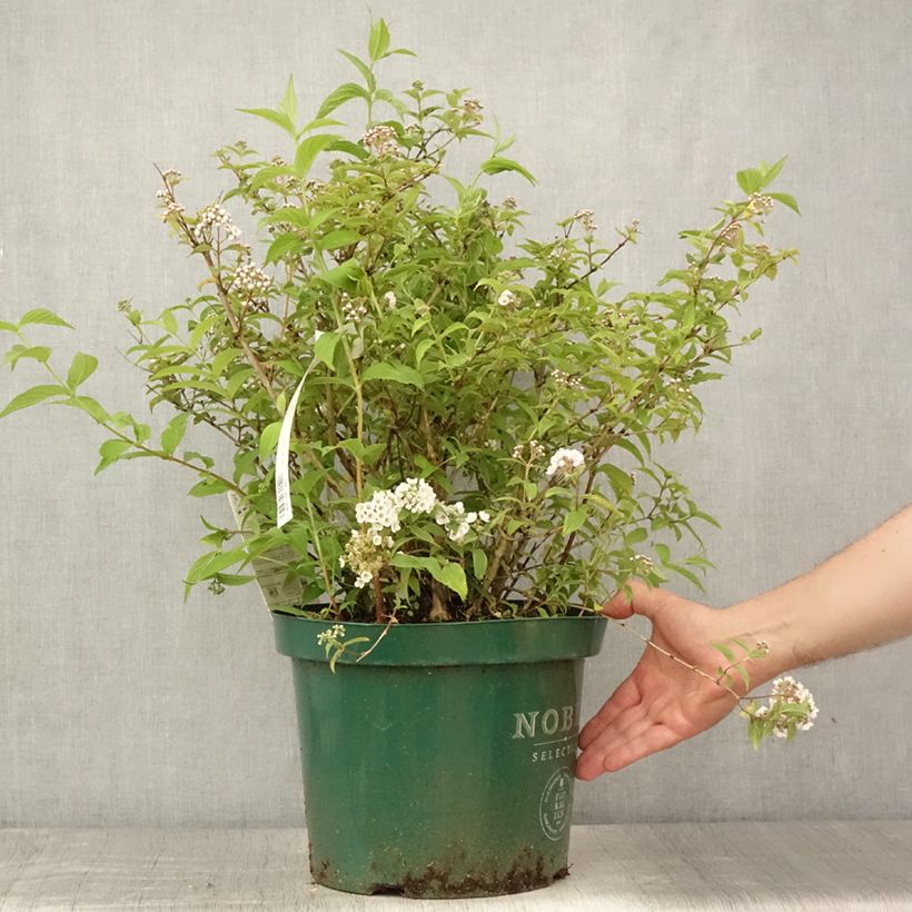 Esemplare di Deutzia compacta Lavender Time Vaso da 7,5L/10L consegnato in estate