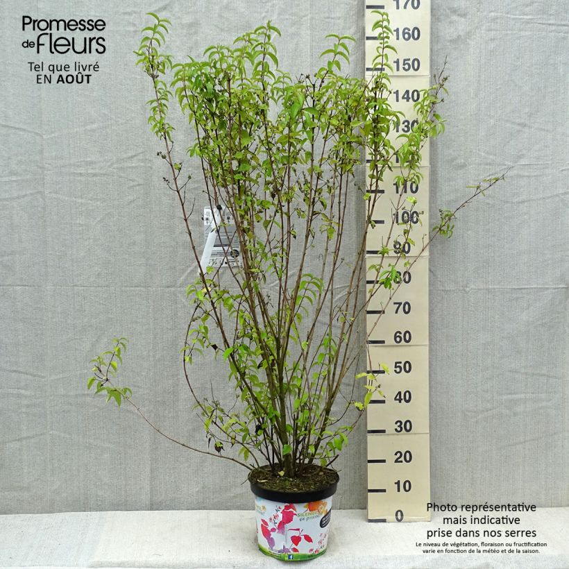 Esemplare di Deutzia crenata Pride of Rochester Vaso da 7,5L/10L consegnato in estate