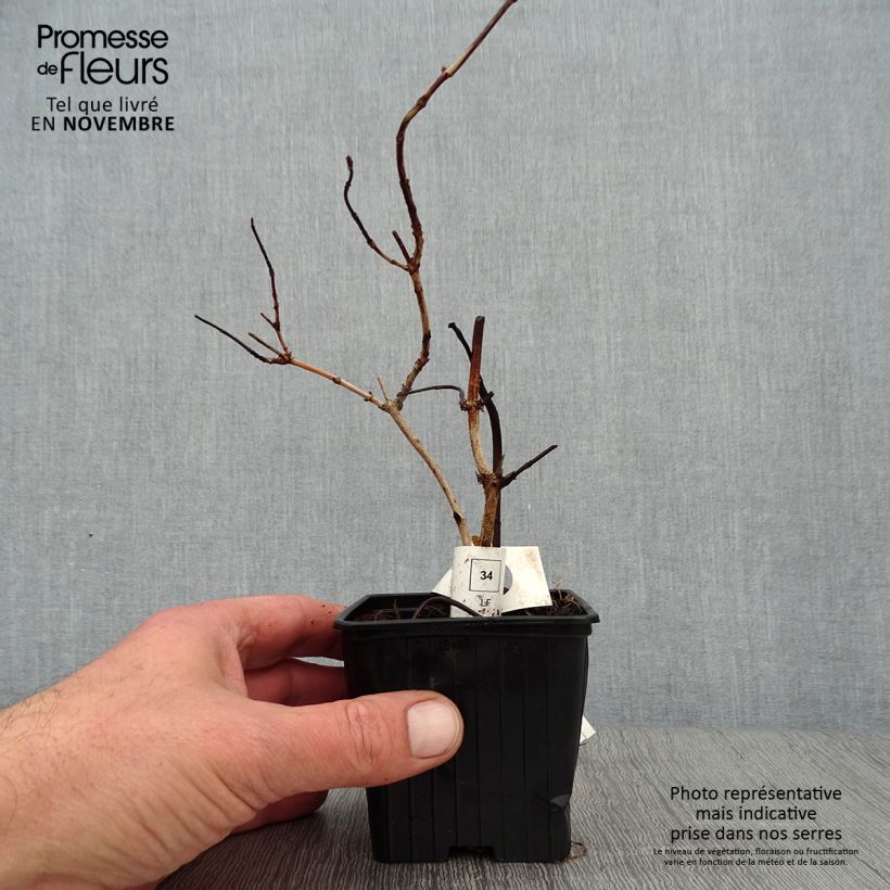 Esemplare di Deutzia crenata Pride of Rochester Vasetto da 8/9 cm come consegnato in autunno