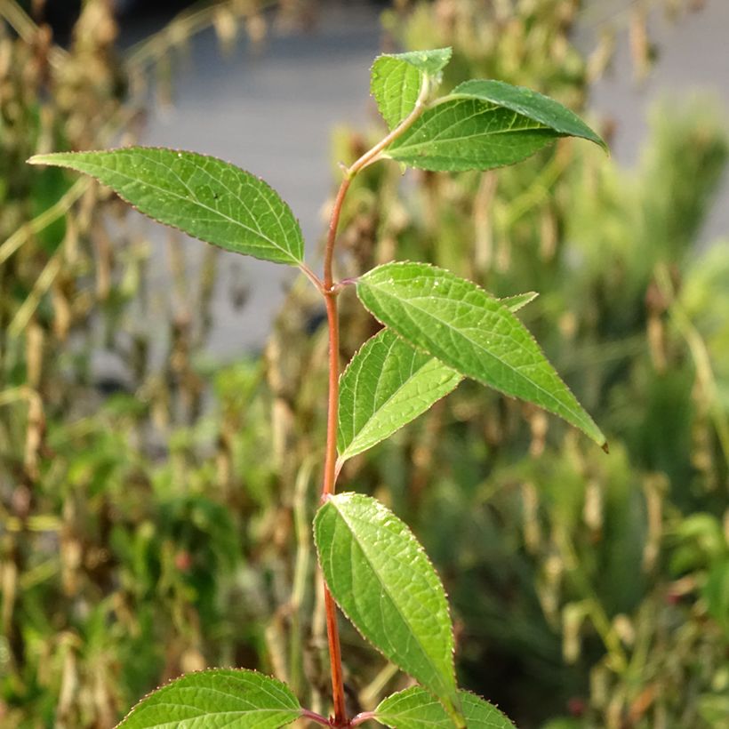 Deutzia elegantissima Rosealind (Fogliame)