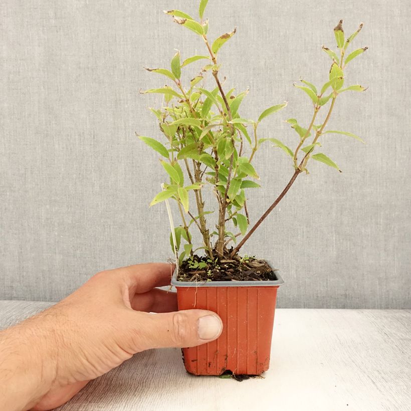 Esemplare di Deutzia gracilis Vasetto da 8/9 cm consegnato in estate