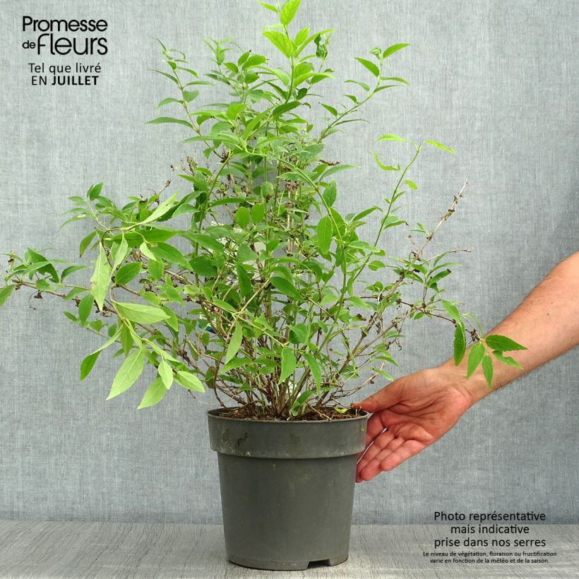 Esemplare di Deutzia gracilis Vaso da 4L/5L consegnato in estate
