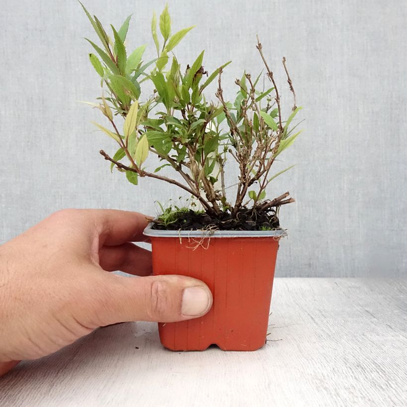 Esemplare di Deutzia gracilis Nikko Vasetto da 8/9 cm consegnato in estate