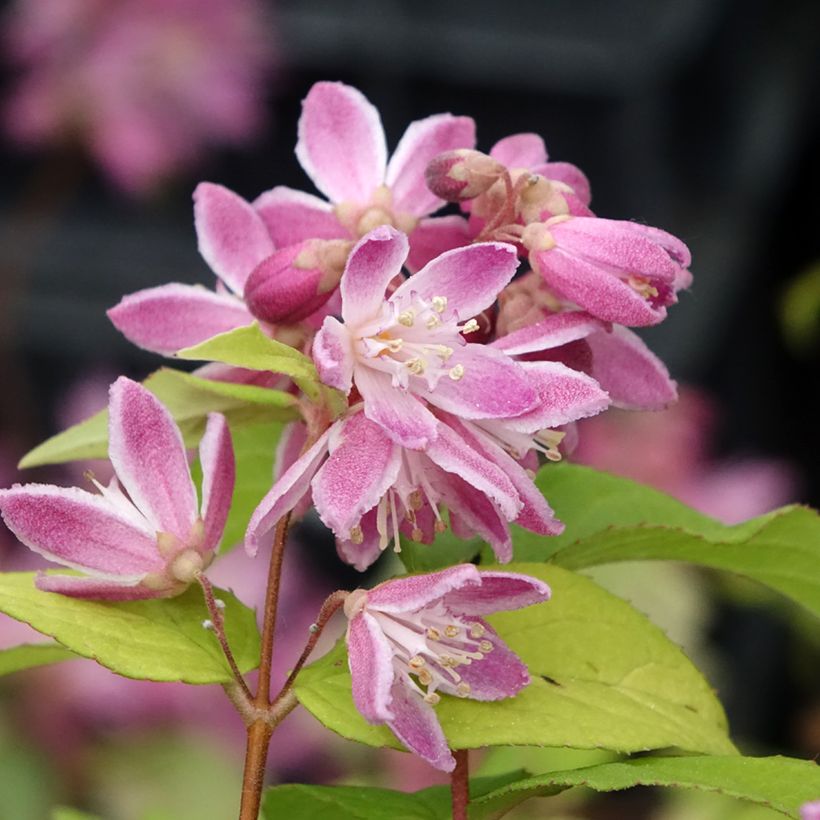 Deutzia Strawberry Fields (Fioritura)