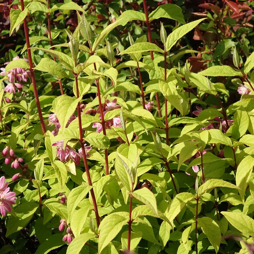 Deutzia Strawberry Fields (Porto)