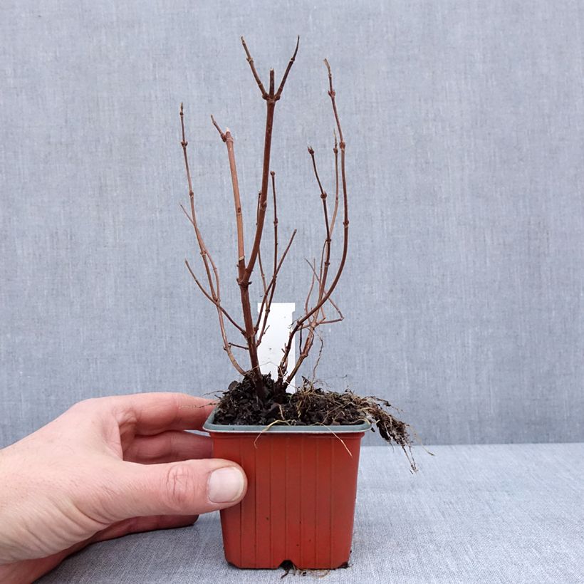 Deutzia Strawberry Fields Vasetto da 8/9 cm esemplare consegnato in inverno
