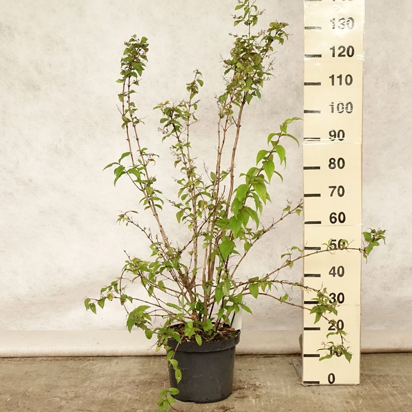 Esemplare di Deutzia Mont Rose Vaso da 7,5L/10L consegnato in estate
