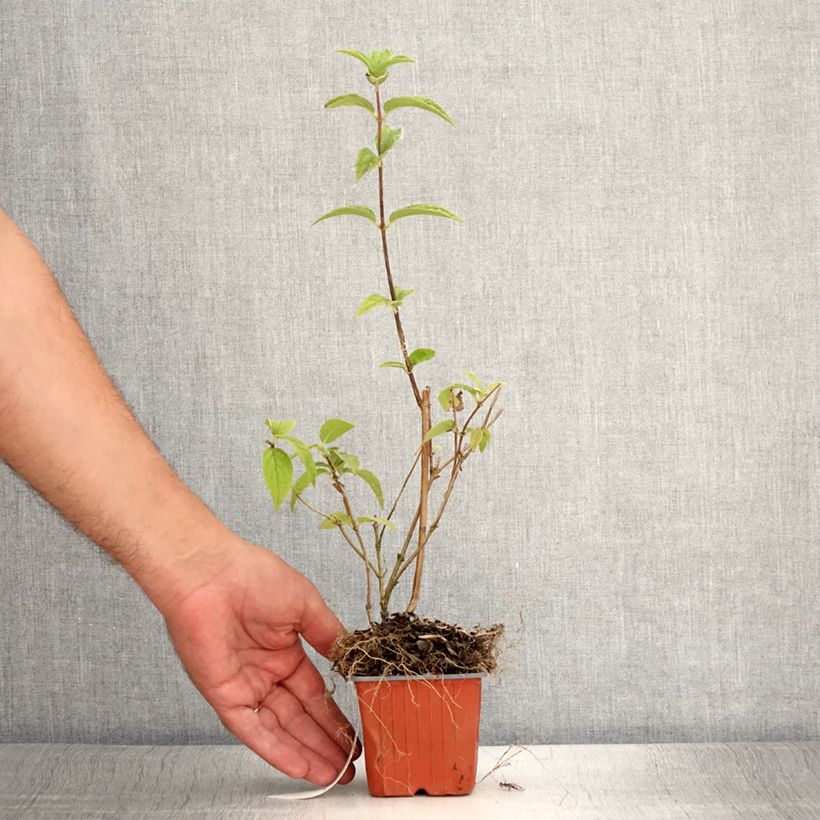 Esemplare di Deutzia Mont Rose Vasetto da 8/9 cm consegnato in estate