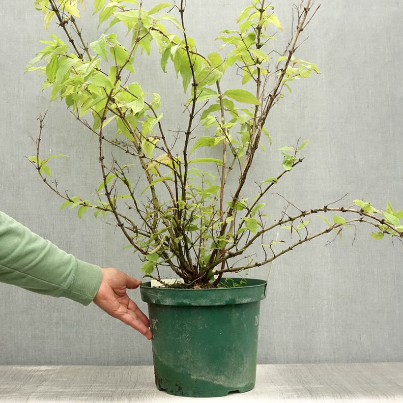 Esemplare di Deutzia Raspberry Sundae Vaso da 7,5L/10L consegnato in estate