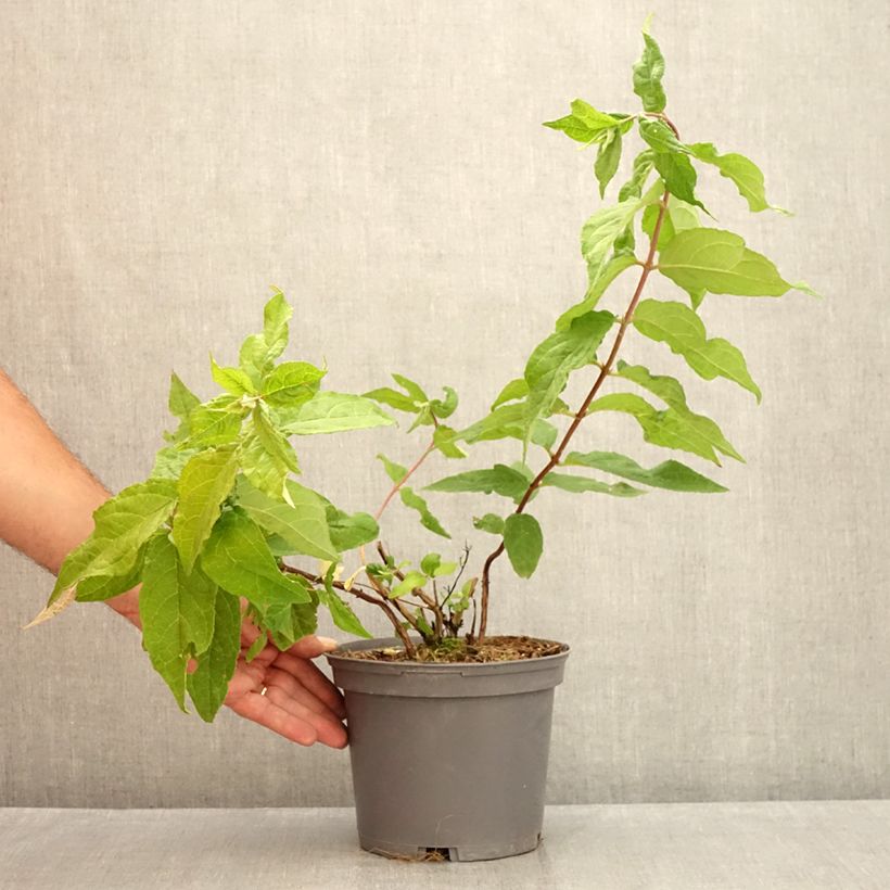 Esemplare di Deutzia Raspberry Sundae Vaso da 3L/4L consegnato in estate