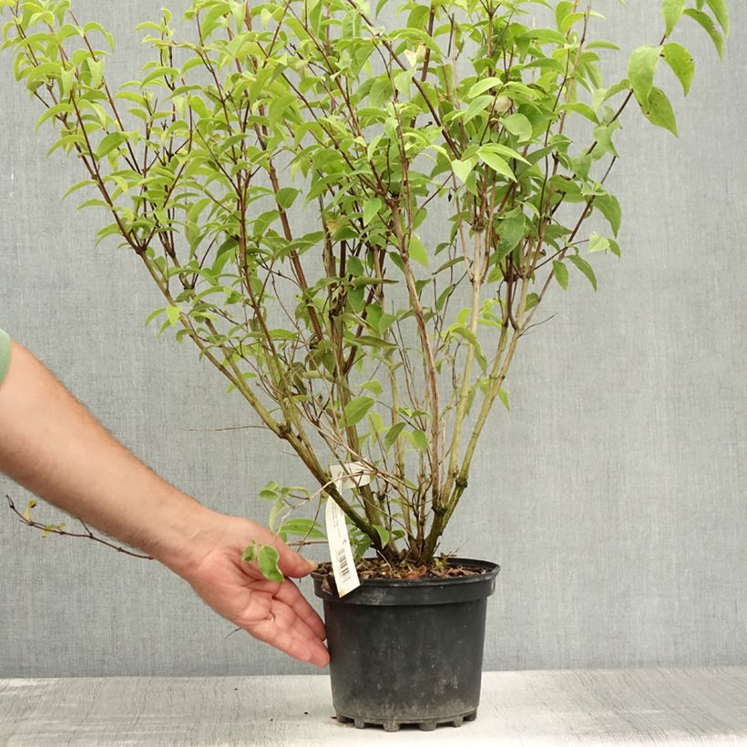Esemplare di Deutzia magnifica Vaso da 2L/3L consegnato in estate
