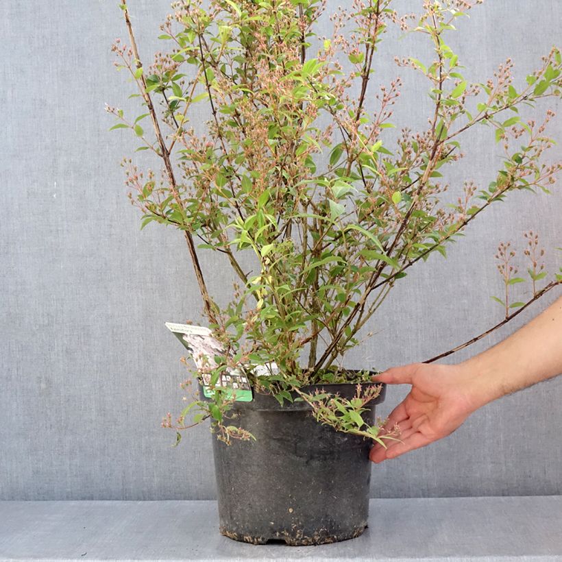 Deutzia purpurascens Kalmiiflora Vaso da 7,5L/10L esemplare consegnato in primavera