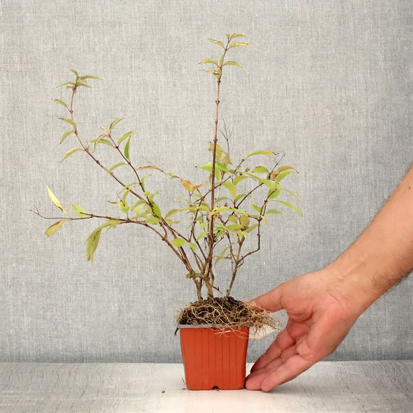 Esemplare di Deutzia purpurascens Kalmiiflora Vasetto da 8/9 cm consegnato in estate