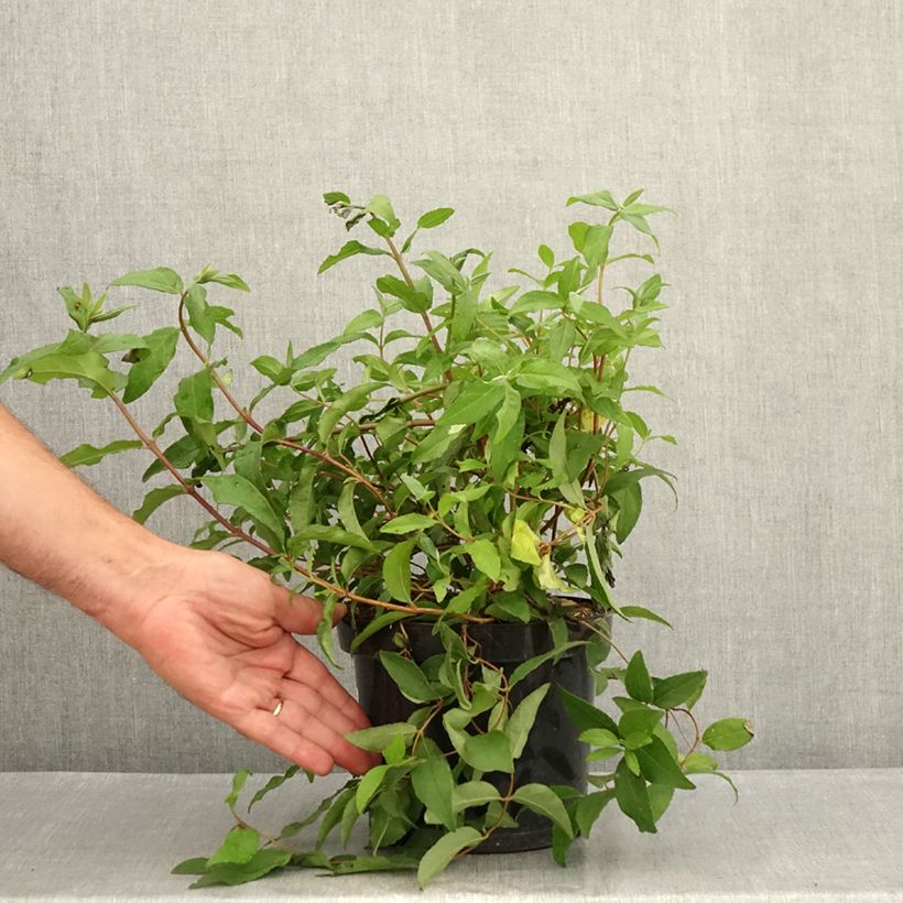 Esemplare di Deutzia scabra Punctata Vaso da 2L/3L consegnato in estate