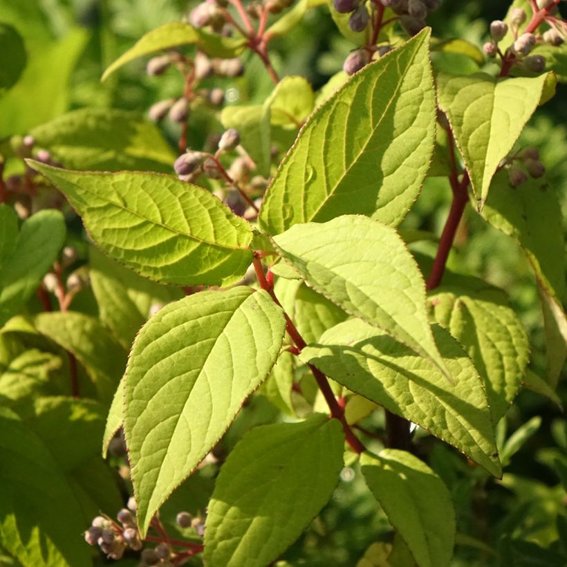 Deutzia magnifica Tourbillon Rouge (Fogliame)
