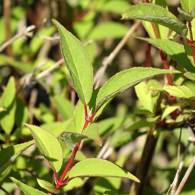 Deutzia lemoinei (Fogliame)