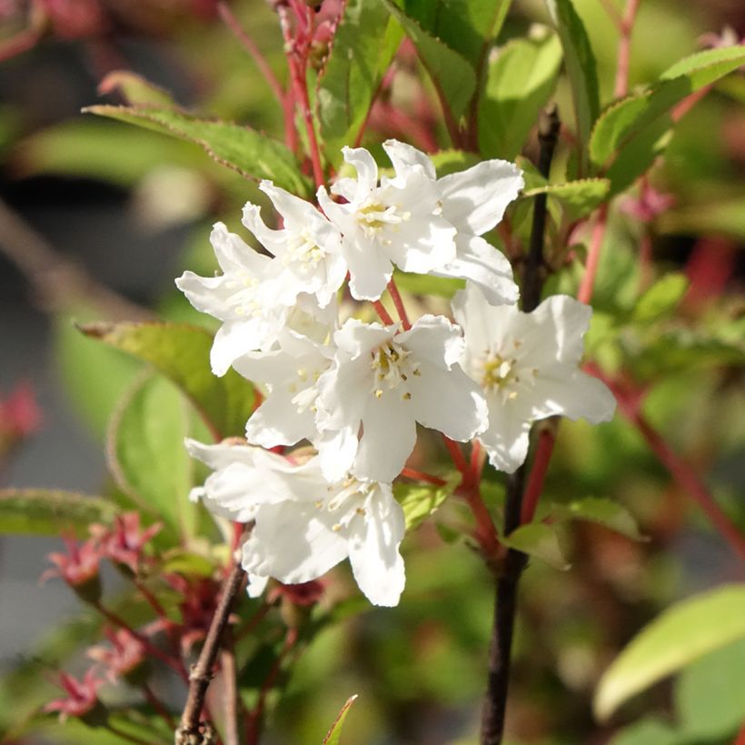 Deutzia lemoinei (Fioritura)
