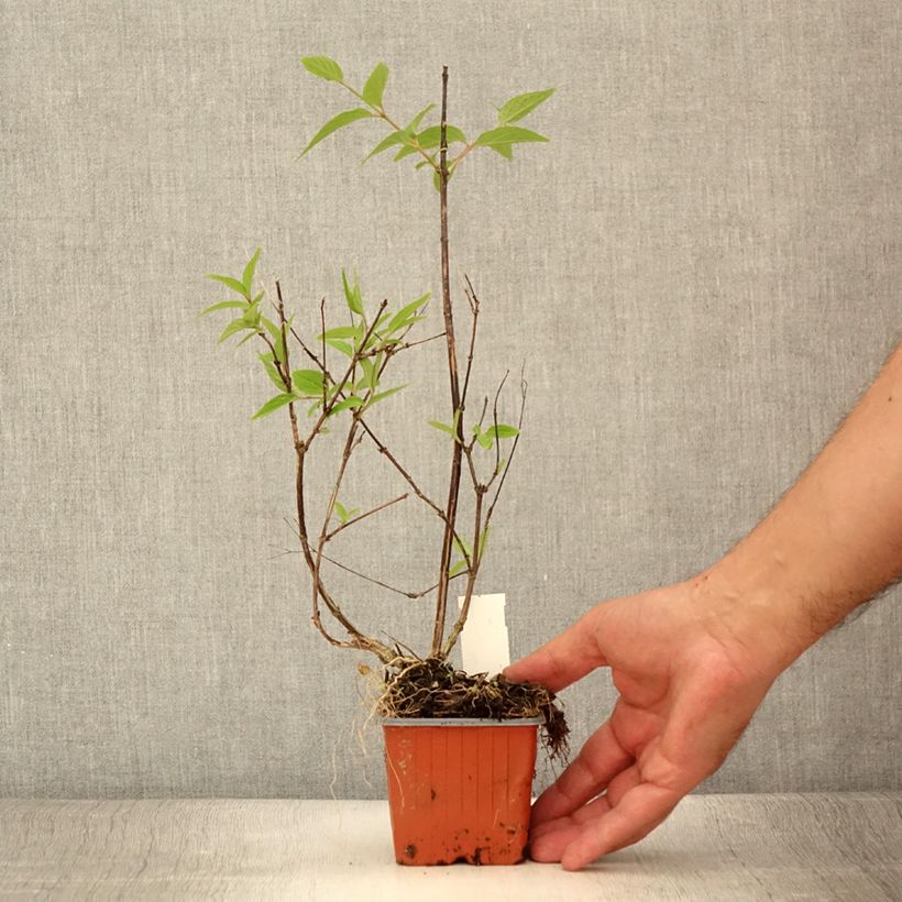 Esemplare di Deutzia lemoinei Vasetto da 8/9 cm consegnato in estate
