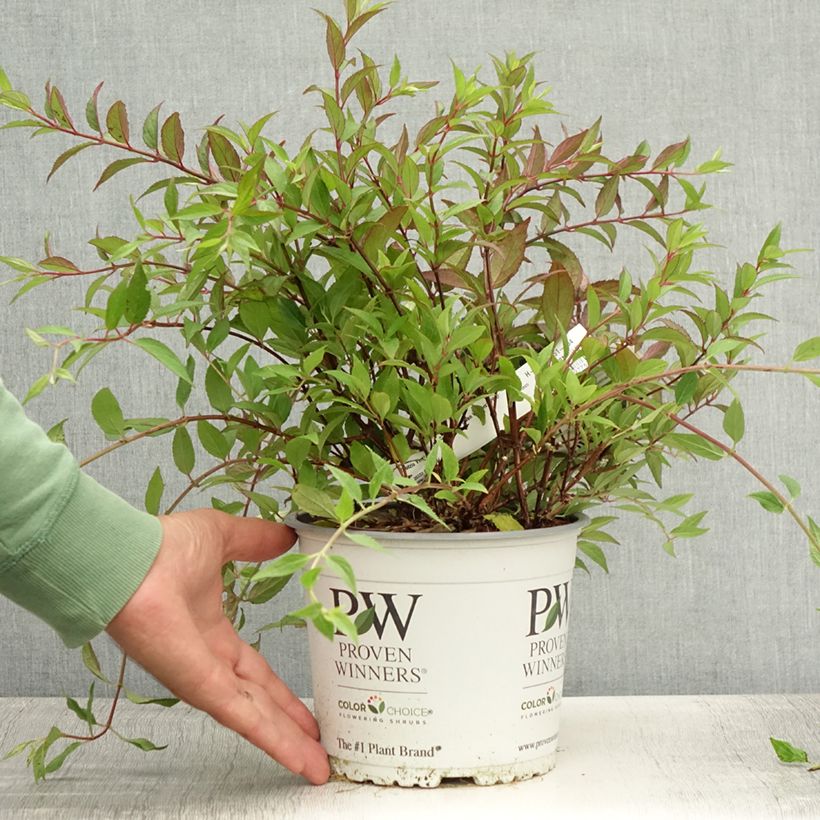 Esemplare di Deutzia Yuki Cherry Blossom Vaso da 2L/3L consegnato in estate