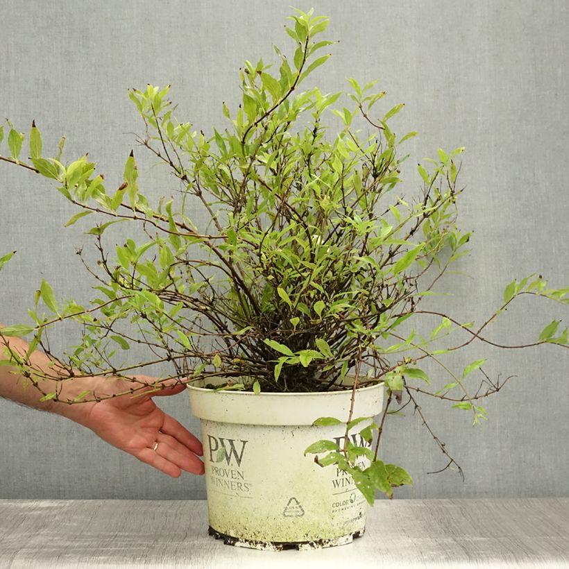 Esemplare di Deutzia Yuki Snowflake Vaso da 7,5L/10L consegnato in estate